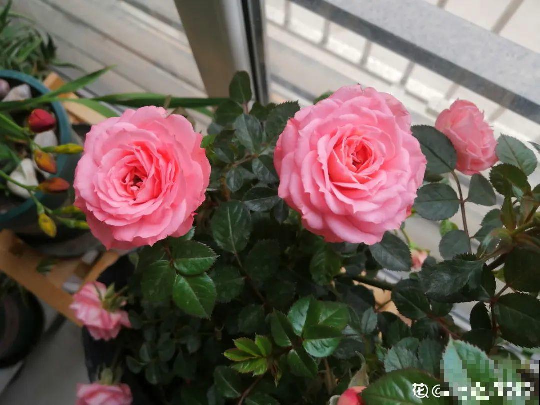 今年流行的小众植物，美而不俗，气质一绝