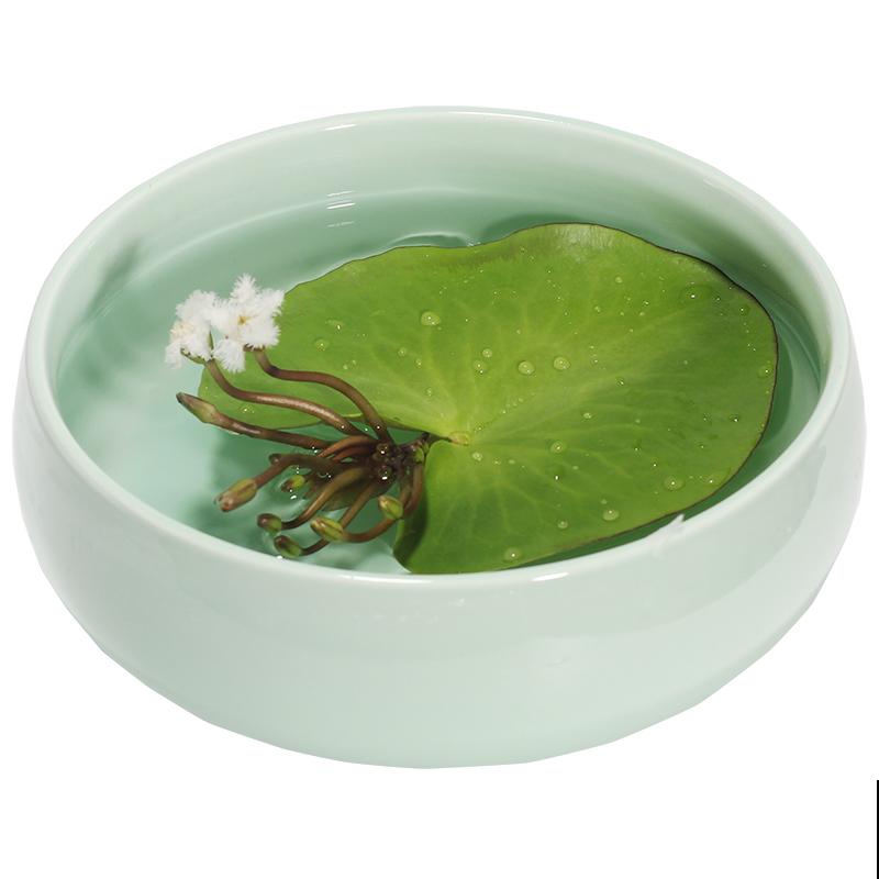 1种花只有1片叶,只需要一碗清水就能养,现在养到夏天长满缸! 1种花只有1片叶,只需要一碗清水就能养,现在养到夏天长满缸!