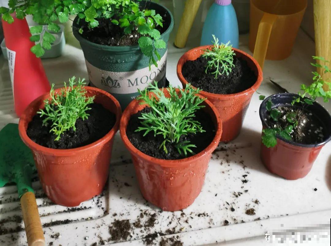 3种花打顶、扦插，可以同时进行，新手秒变大户