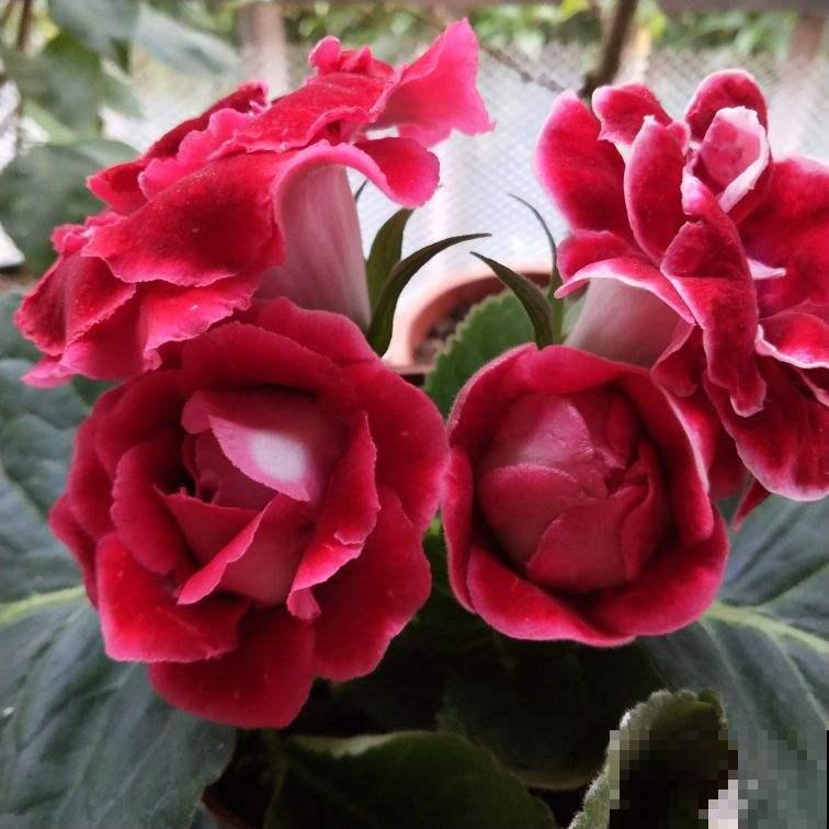 大岩桐养不好,掌握这些技巧,新手养爆盆! 大岩桐养不好,掌握这些技巧,新手养爆盆!