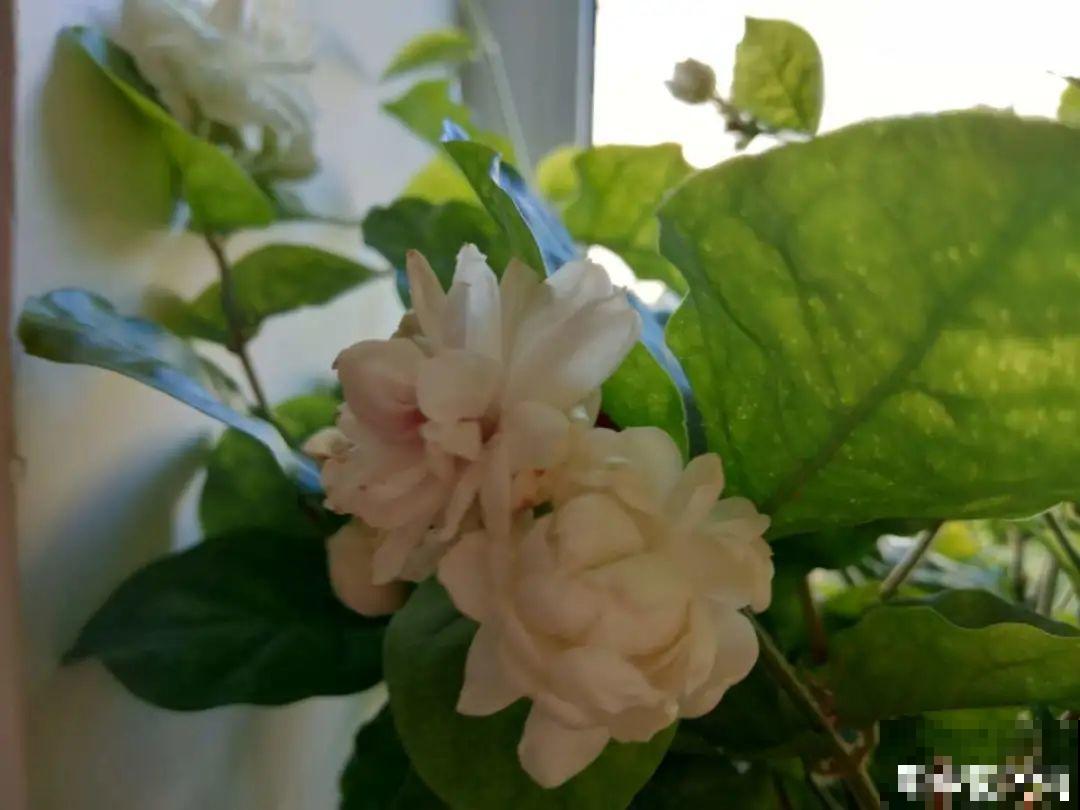茉莉花养不好，主要是土壤问题，学会“调酸”很重要