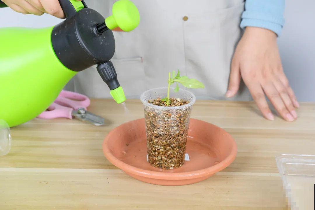 11种常见花，现在扦插，成活率特高