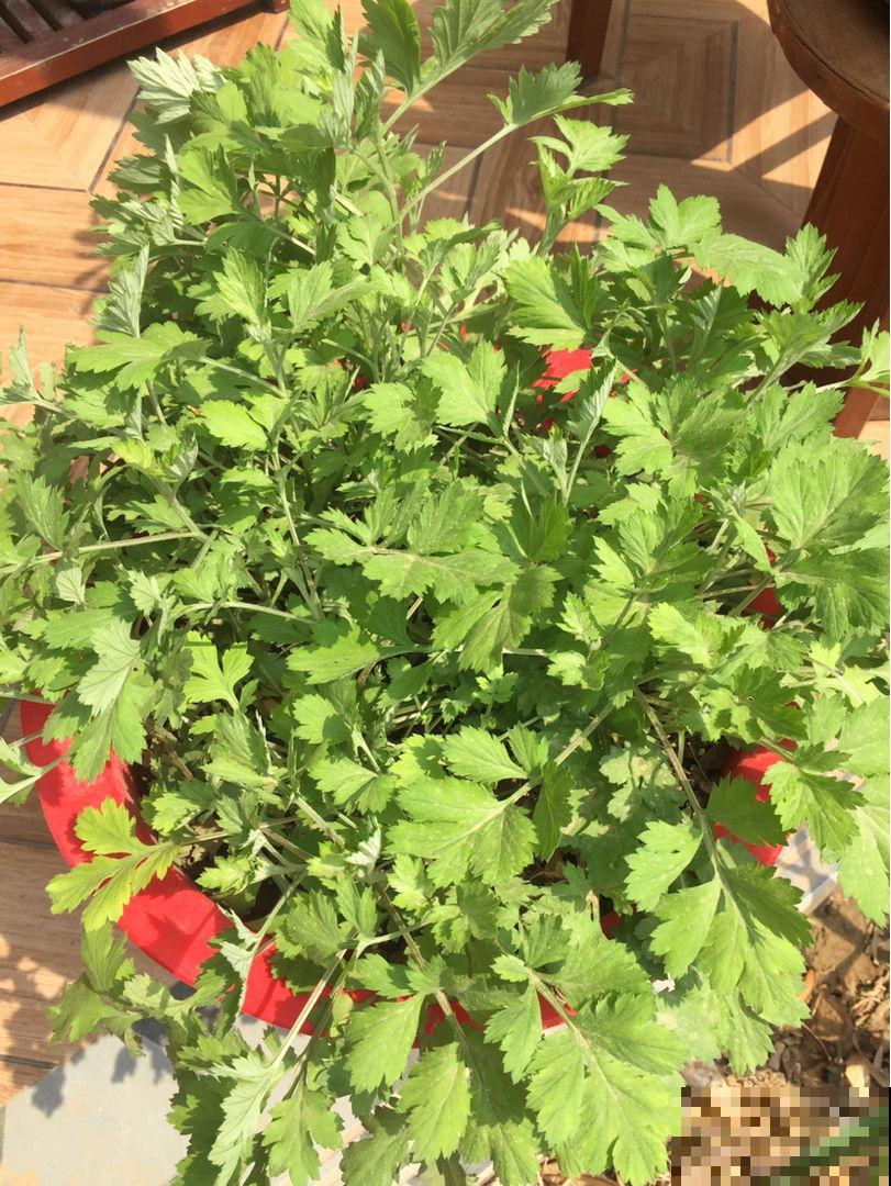 山上的一种野草，拔一点回家，作用大的很