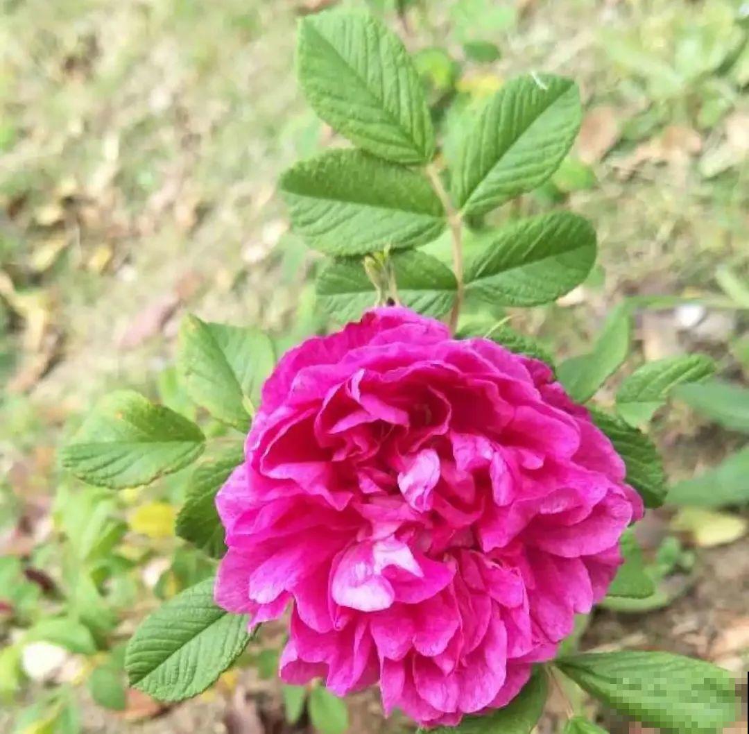 家里养盆香水花,满屋子飘香,还能净化空气 家里养盆香水花,满屋子飘香,还能净化空气