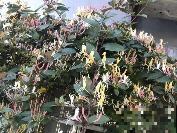 阳台虽小，种点花草，也能变成小花园