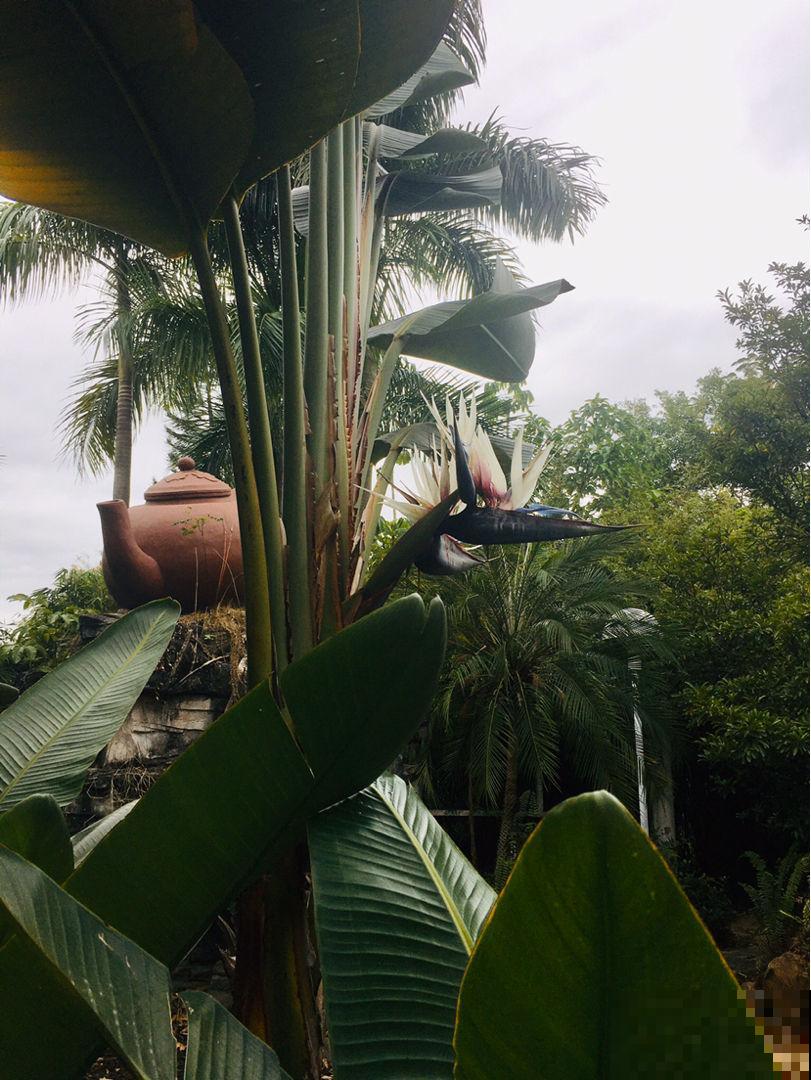 养在家里的大型绿植,盆盆都能长到一米二,气质优雅独特 养在家里的大型绿植,盆盆都能长到一米二,气质优雅独特