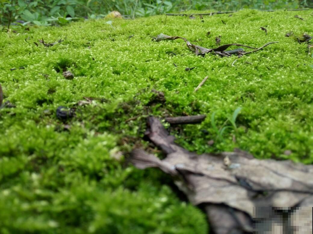 苔藓也能在家养，作用真不少，很快就能繁殖一大片