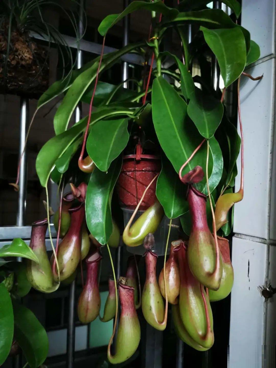 家里养棵“丑八怪”，霸气镇宅，越养越爱