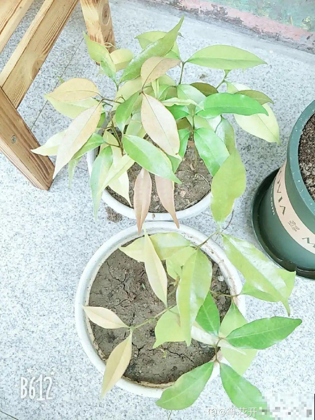 玉米棒子插水里，比绿植长得快，长成清新小盆栽