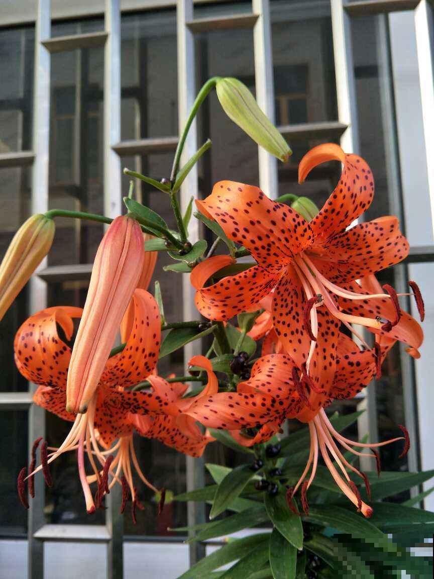 4种花可食用百合，煲汤做菜做甜品，花朵也艳丽多彩