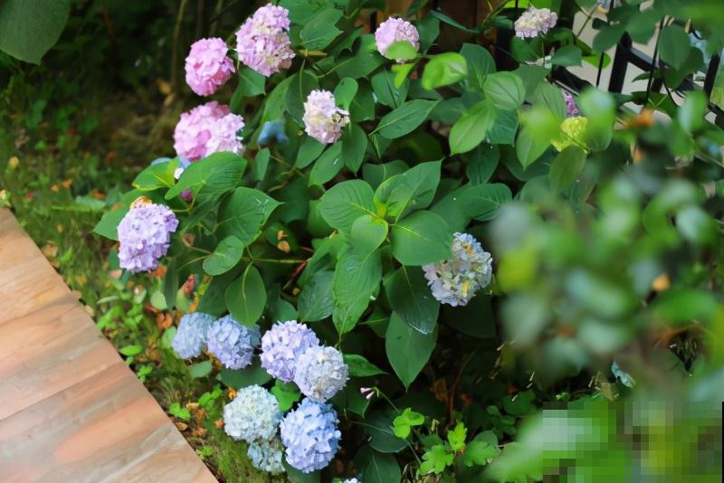 自己建个花园，希望能有一块地，安静思考，静静赏花