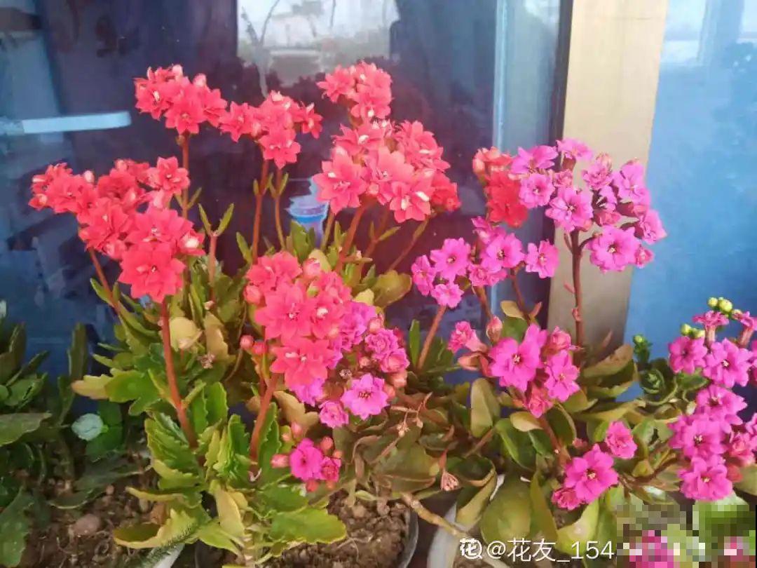 春天逛花市，过季花现在不能买，白花钱活不久