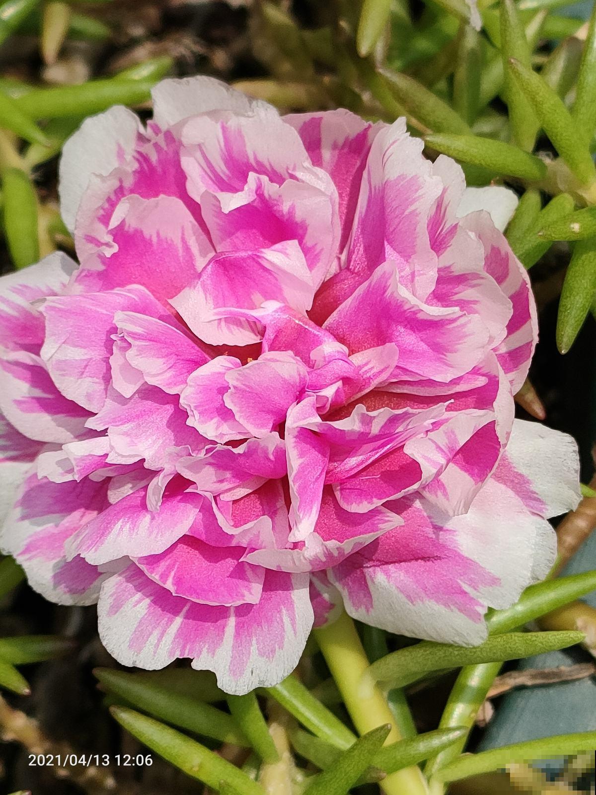 夏天还得养耐热花，使劲晒也能开花，关键是特别好养