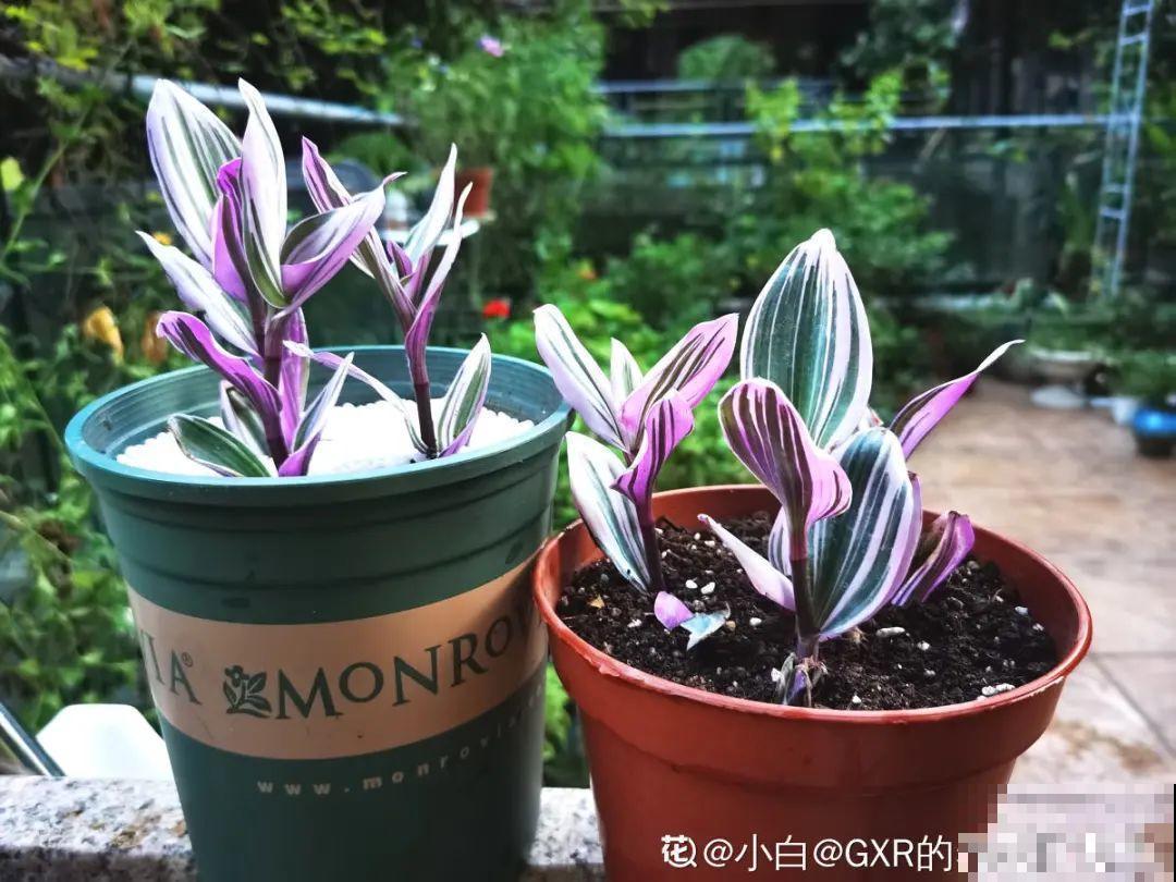 3种耐阴花，光不好也能嗖嗖长，摆家里特别上档次