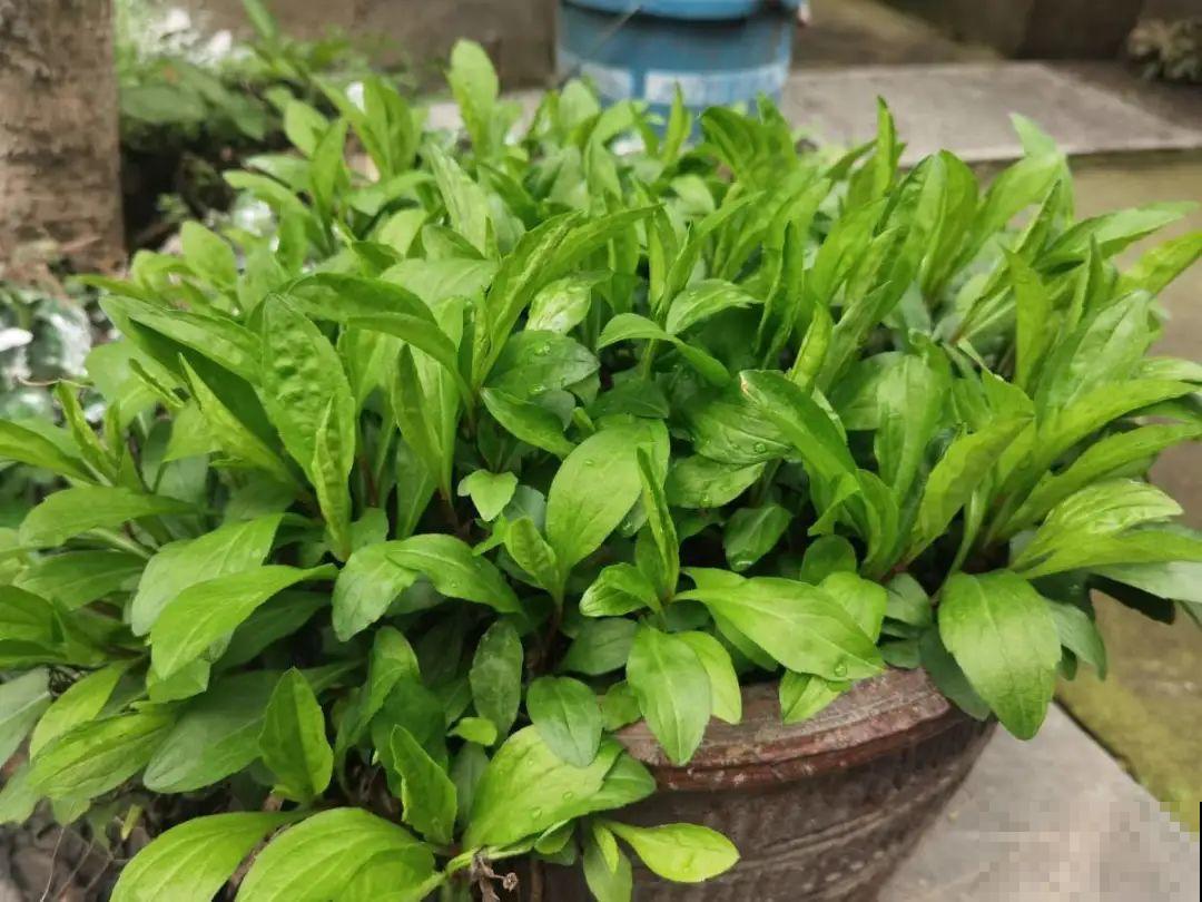 春天的野菜大全,小心辨认,千万别挖错了 春天的野菜大全,小心辨认,千万别挖错了