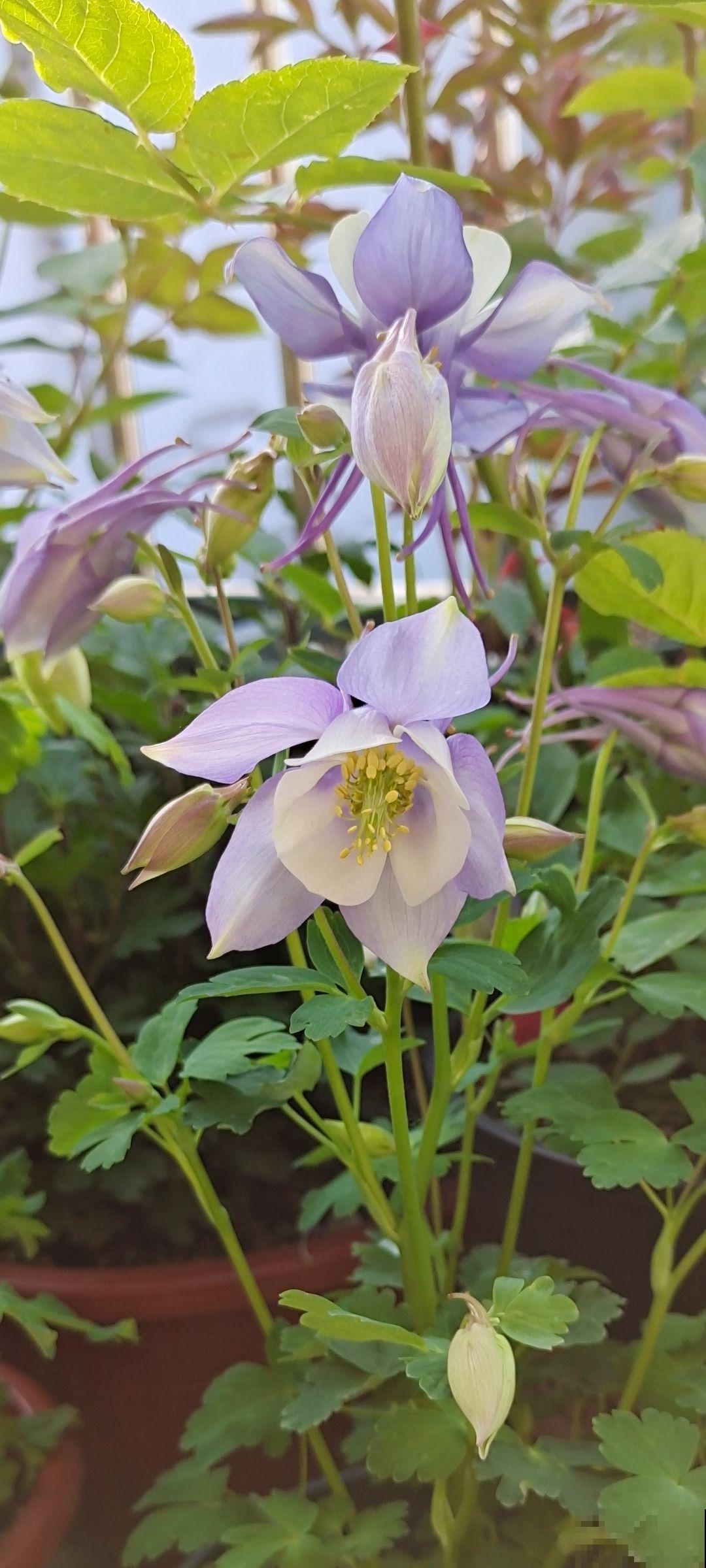 院子里撒一把种子，只需种一年，以后年年开花