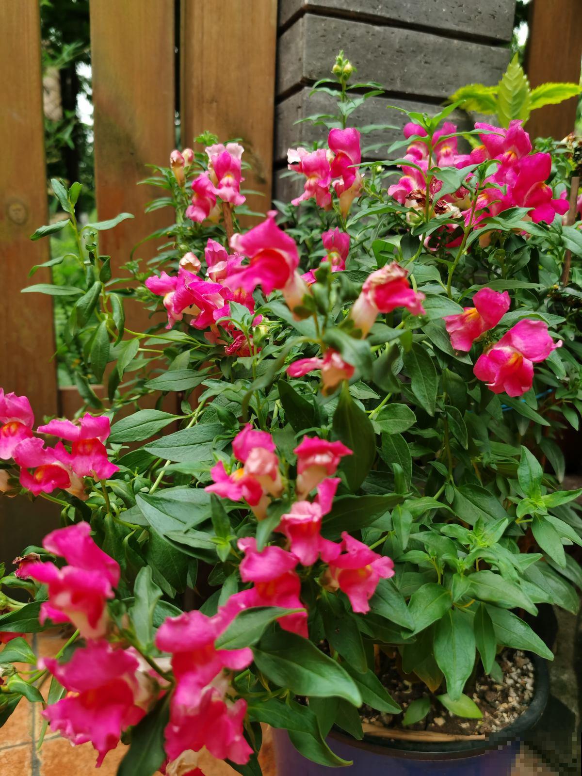 庭院里养些直立植物，院子层次感增强，搭配起来更好看