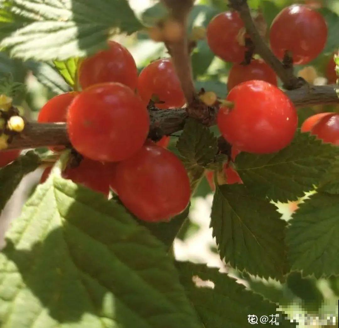 清明赏花，带上这份花卉图谱，变身行走的识花机器