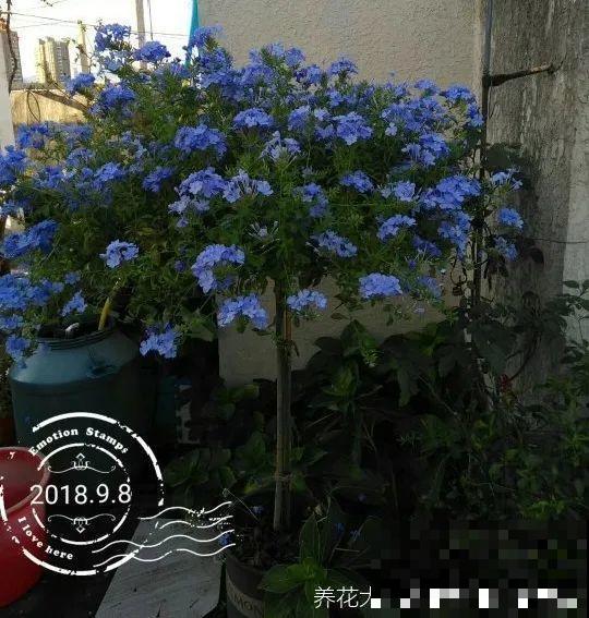 5年的马齿苋，长成“一棵小树”，真头一回见