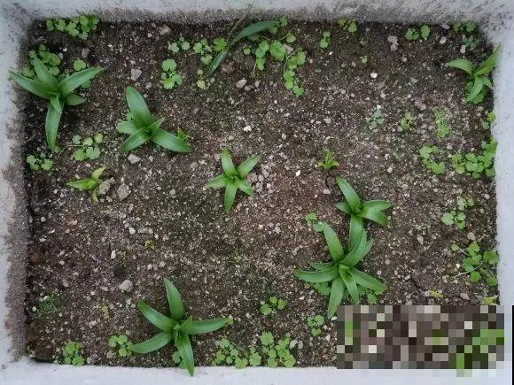 春天最佳繁殖季，扦插播种分株压条，成活率特高