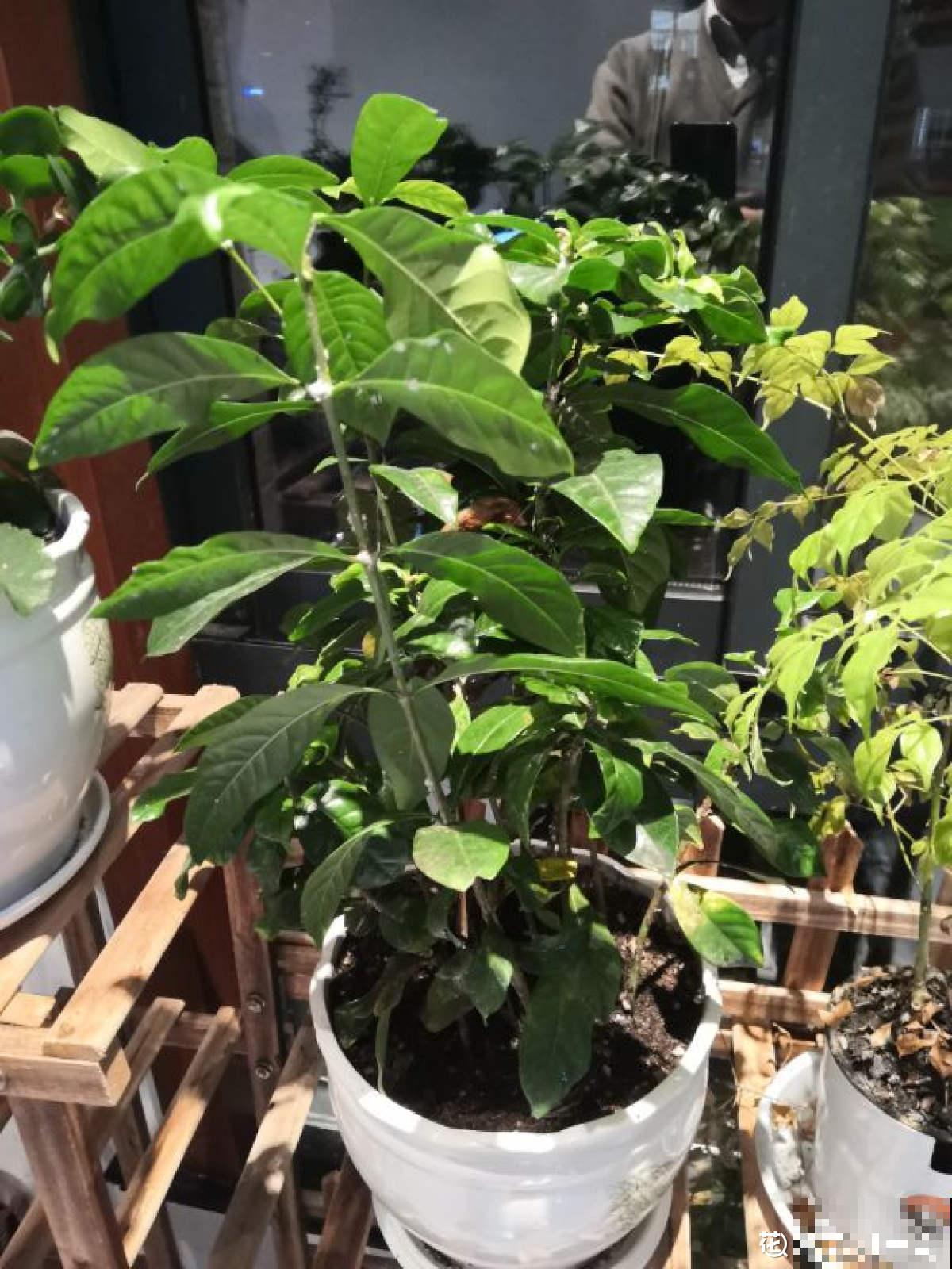 夏天浇水要注意，千万不能浇“半截水”，不然植物都浇死了