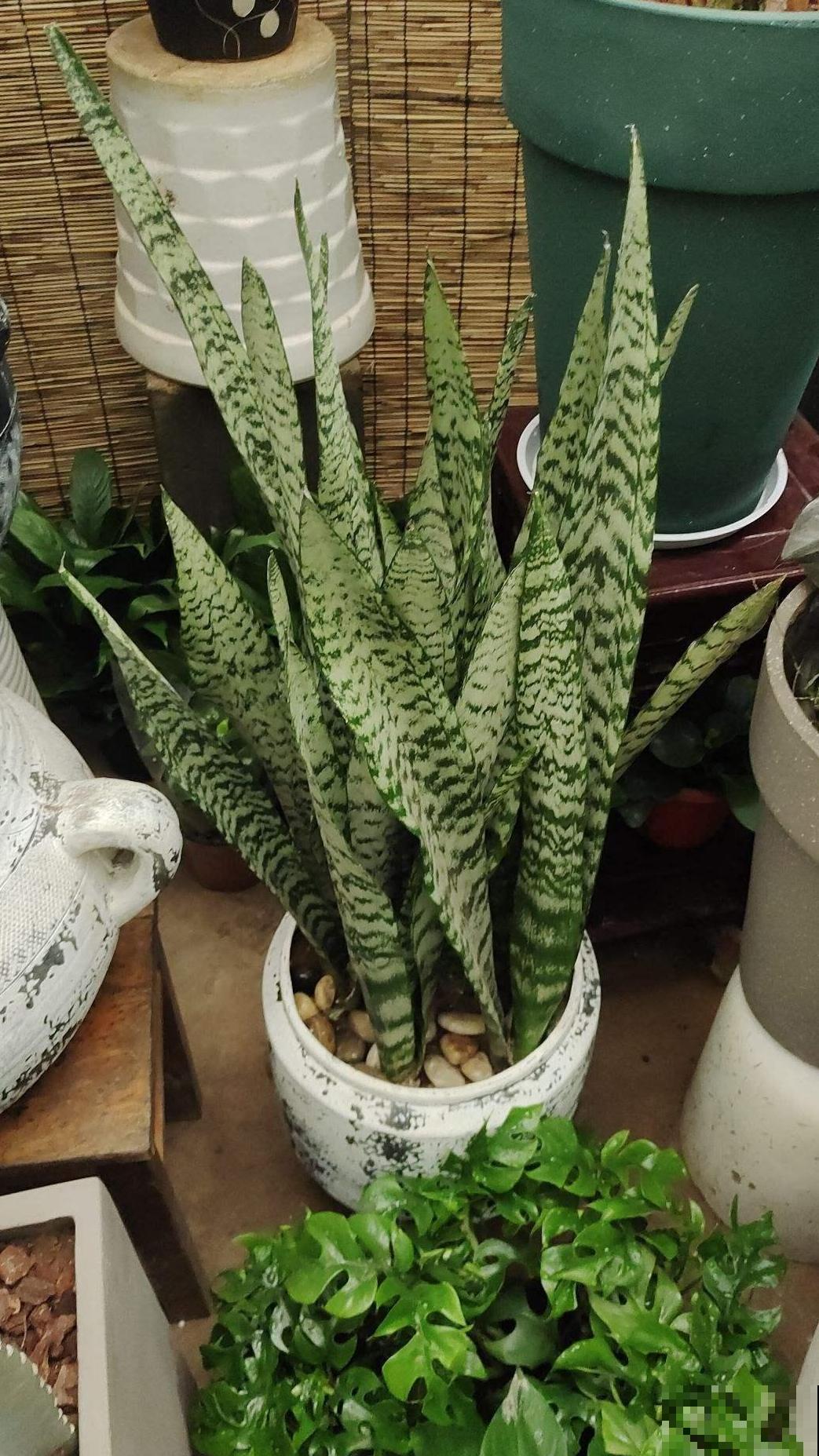 厕所养盆“杀菌花”,净化空气效果好,空气还清新 厕所养盆“杀菌花”,净化空气效果好,空气还清新