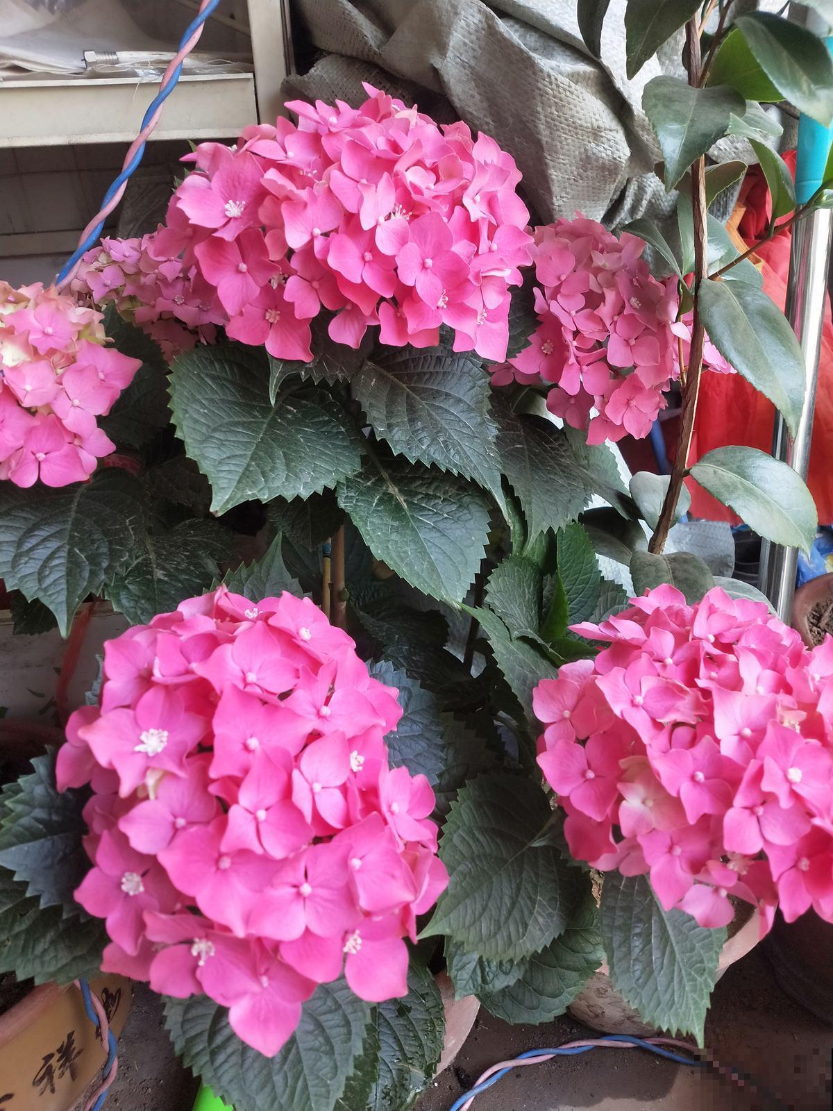 养花不要贪多，只选一个最好的品种，在家就能养成花海！