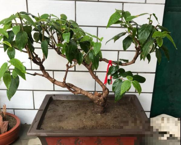 春天的大粗杆子，直接插土里，很快就生根