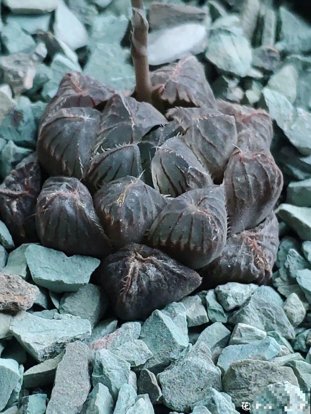 夏天怕晒的花,赶紧搬到阴凉地儿,再晒成枯杆了 夏天怕晒的花,赶紧搬到阴凉地儿,再晒成枯杆了