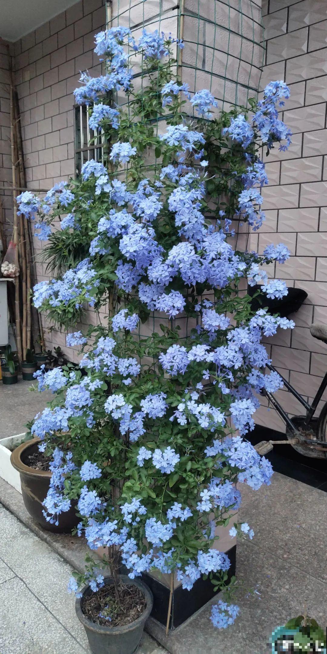 一棵旱金莲,开花又多又没,1年就能长成花墙! 一棵旱金莲,开花又多又没,1年就能长成花墙!