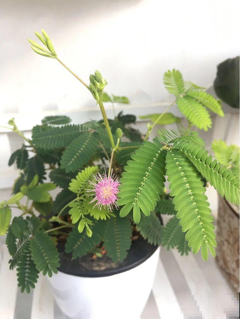 入侵植物太可怕，周围的草全被缠死，谨慎养护