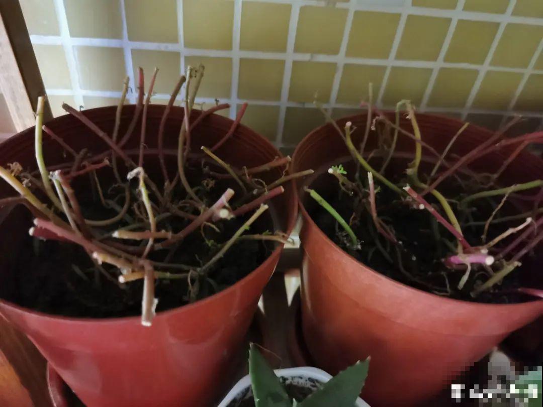 8种花赶紧剃头，剃得越狠，开花越多