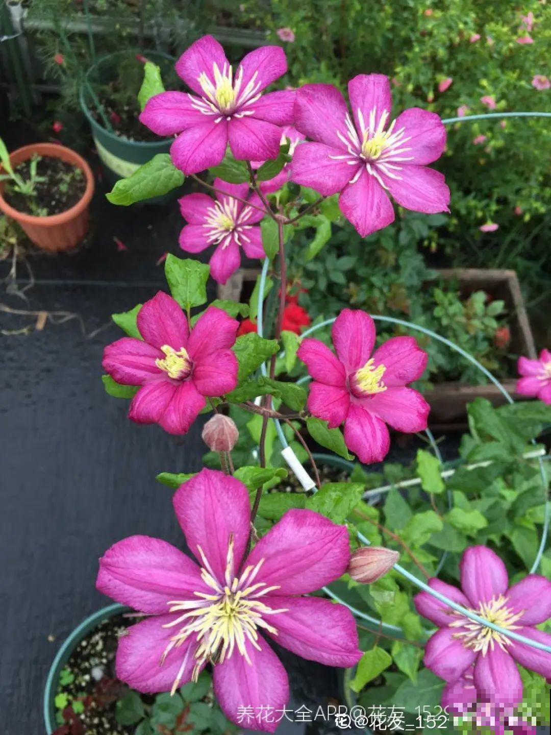 牡丹就得大花盆养，不然营养不够，很难开花