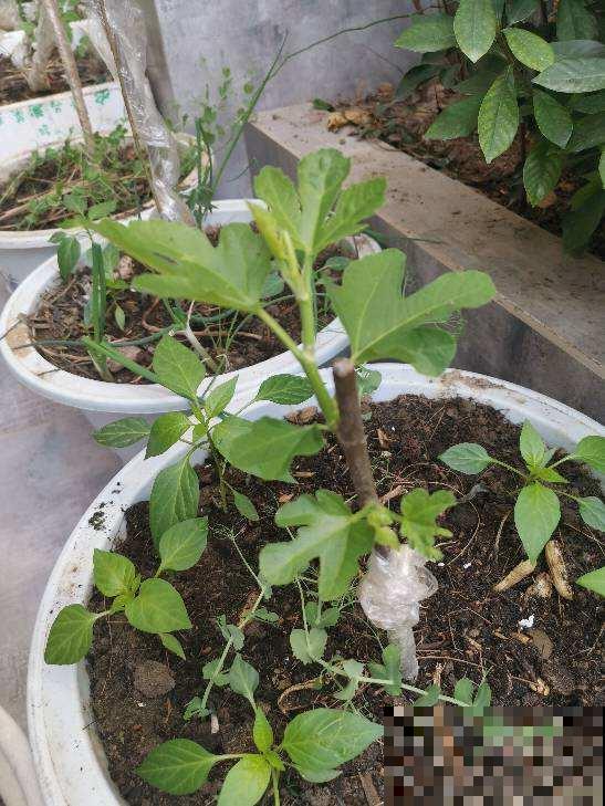 路边捡的无花果枝条，插土里很快生根，一年时间就能结果