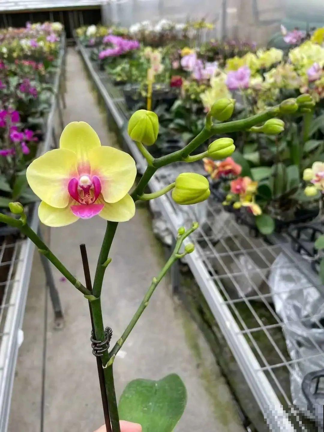 花市上的蝴蝶兰，长得像假花，谁见了都要摸一下！