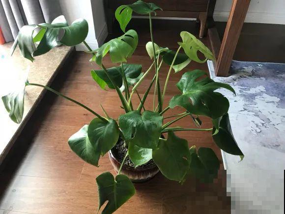 7种花要赶紧砍头,一头变多头,长得是真旺 7种花要赶紧砍头,一头变多头,长得是真旺