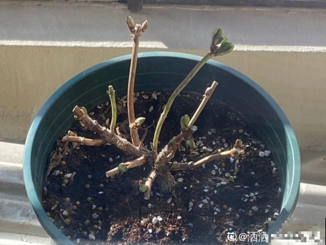 草本植物春剪,学着掐顶芽,呼呼冒出一大盆 草本植物春剪,学着掐顶芽,呼呼冒出一大盆