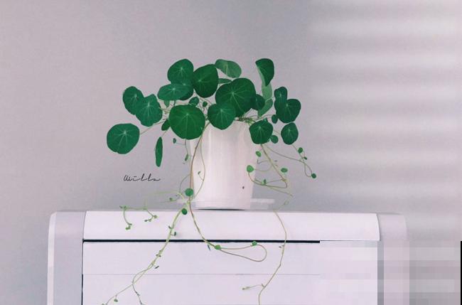 想要山乌龟迅速爬满墙，一定要掌握的4个小技巧，观赏性非常高！