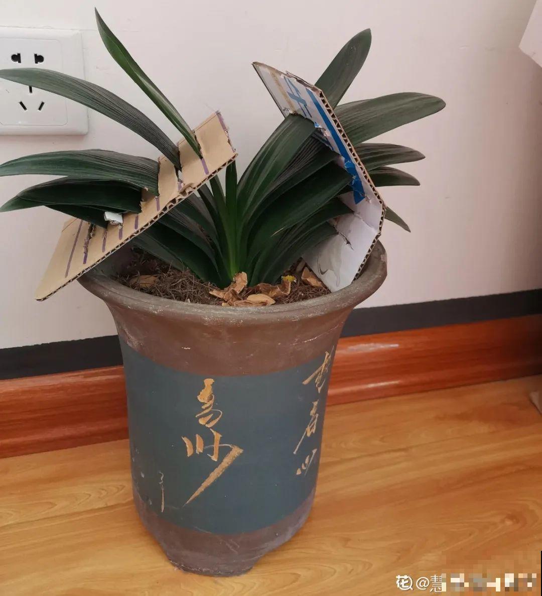 10种花夏天要休眠,必须控制浇水,不然全都浇死了 10种花夏天要休眠,必须控制浇水,不然全都浇死了