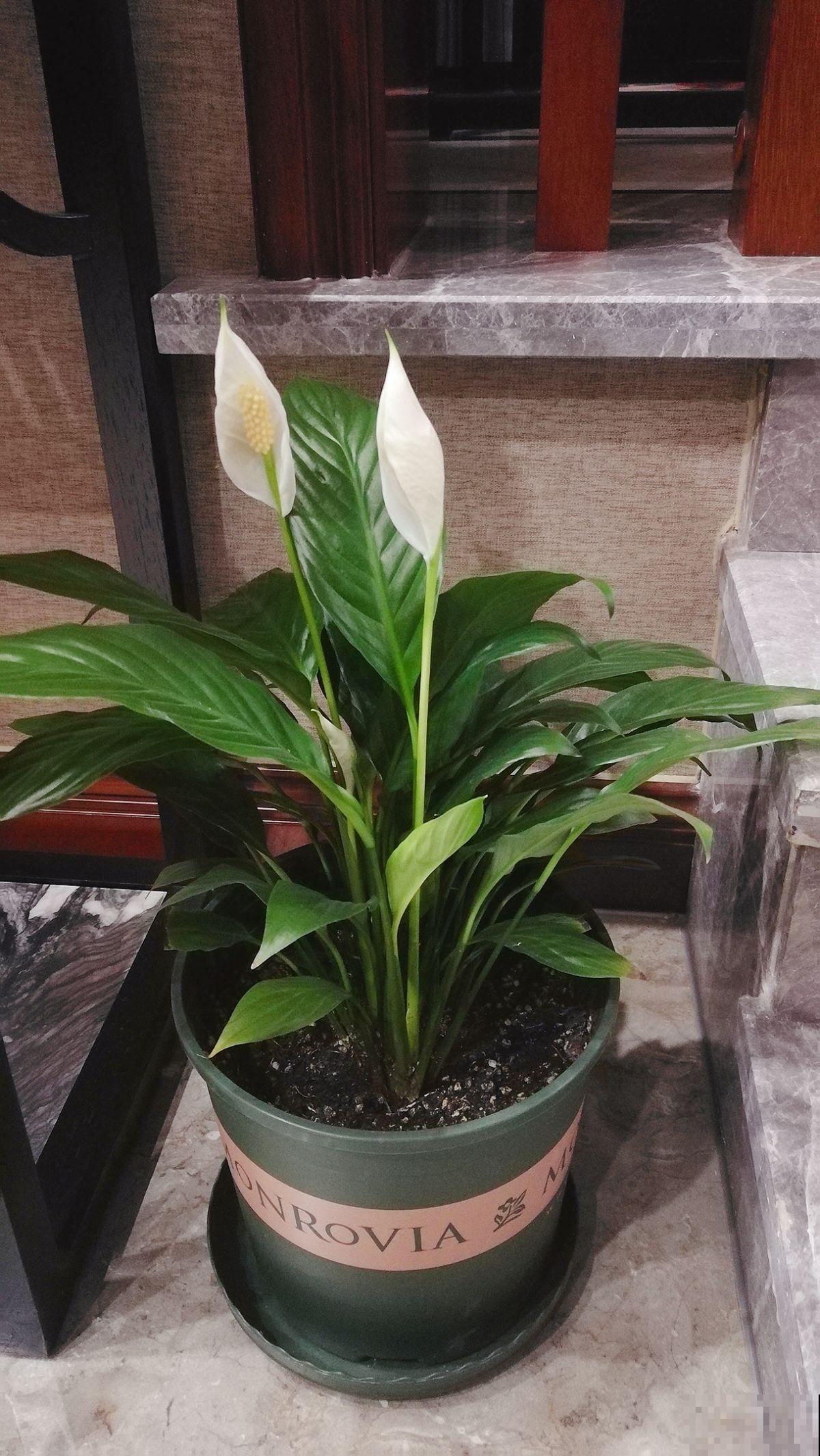 4种花是大水缸，一天不浇水，马上蔫给你看