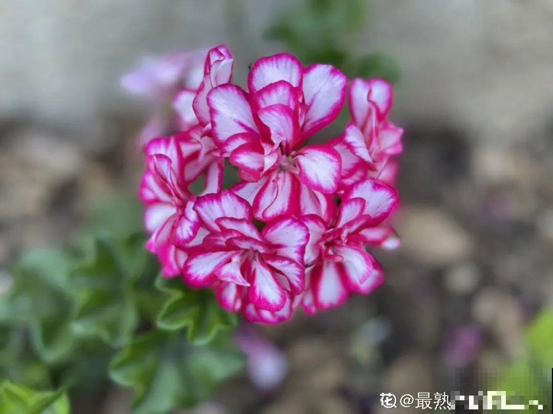 3种花打顶、扦插，可以同时进行，新手秒变大户