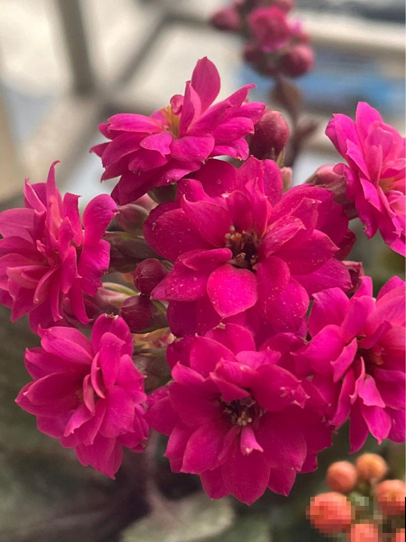 顶住压力买的一楼小院,自从养了花,邻居羡慕得不得了 顶住压力买的一楼小院,自从养了花,邻居羡慕得不得了