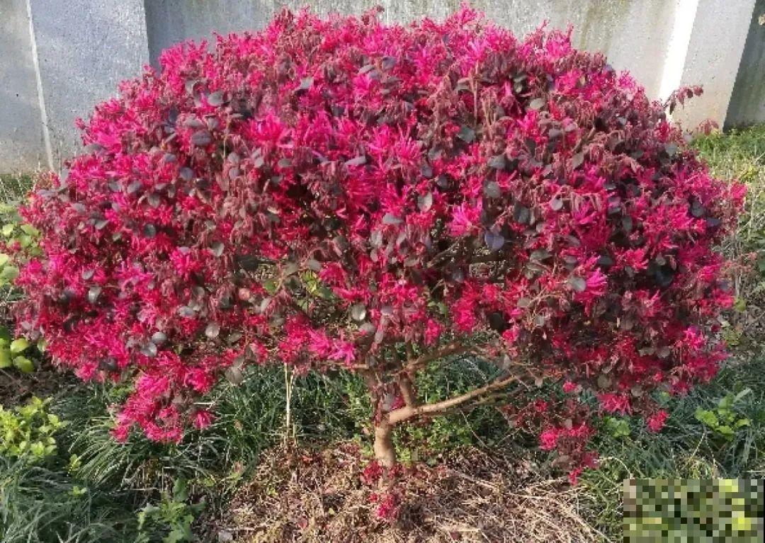 清明赏花，带上这份花卉图谱，变身行走的识花机器