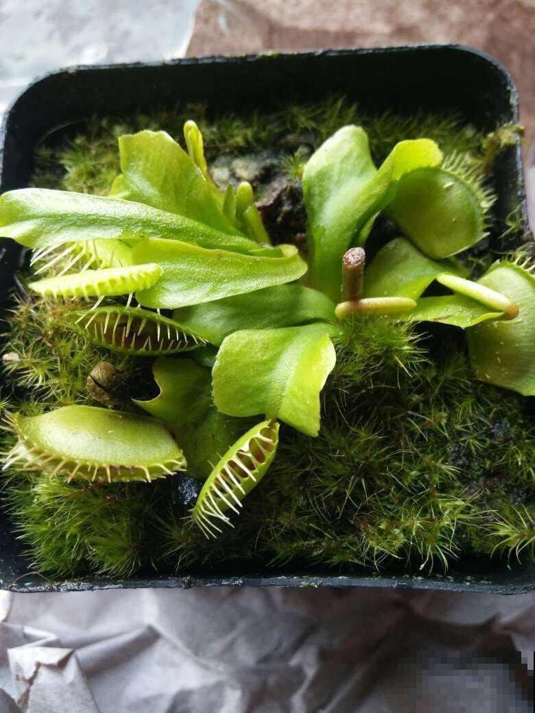 小巧可爱的吃虫草，简单好养，帮你除去蚊虫烦恼！