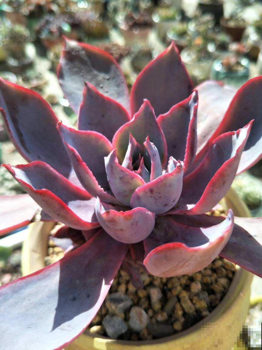 多肉中的“薄叶三仙”，仙气飘飘惹人喜爱，只养一盆都不够