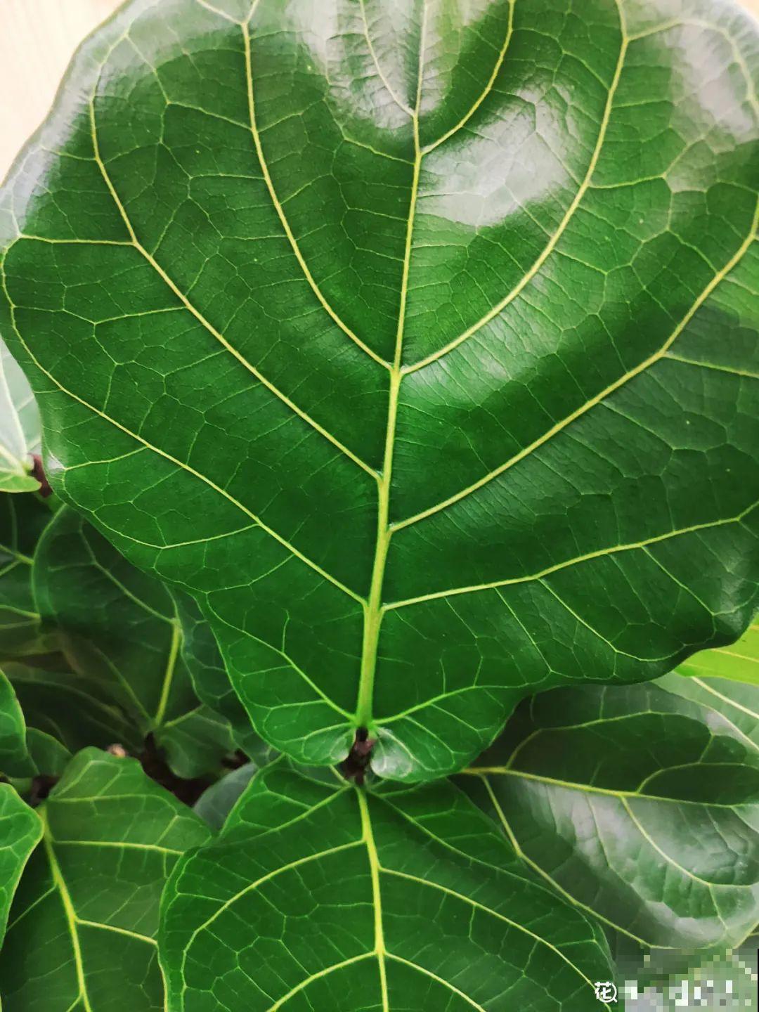 公认的难养花，买一盆死一盆，原来是被动了手脚…