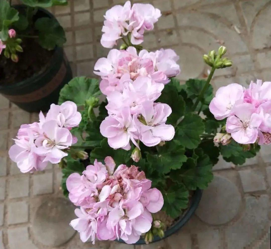 12种花真是太能生，叶子沾土就生根，实在太好活