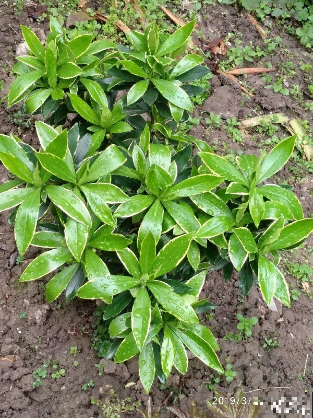 长寿开花后，要好好修剪，很快冒新芽