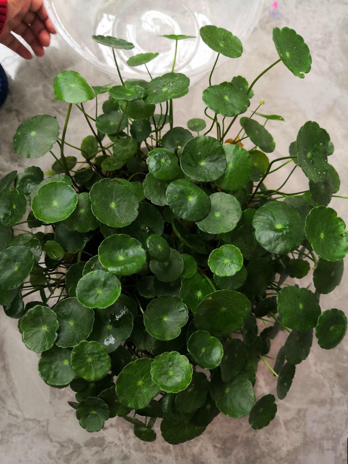 适合孩子们养的花,个个好养易爆盆,开花五颜六色真好看 适合孩子们养的花,个个好养易爆盆,开花五颜六色真好看