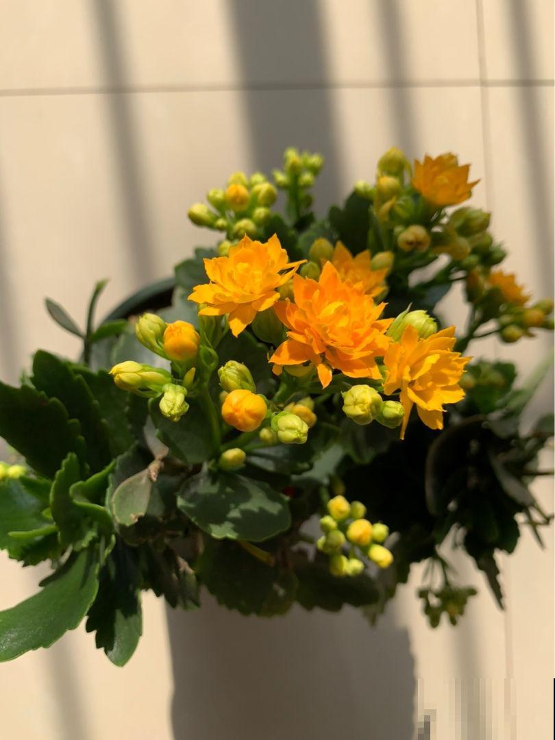 植物轻微烂根，可以依靠自愈能力，做好3点最重要